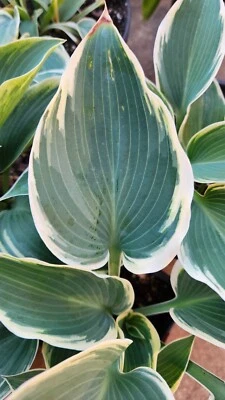 HOSTA BARBARA ANN SHADE PLANT CREAMY-WHITE & GREEN PERENNIAL PLANT DIVISION  - Image 1 of 4