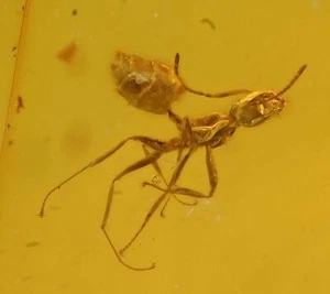 Aculeata detallada, Formicidae (hormiga), inclusión fósil en ámbar dominicano - Imagen 1 de 2