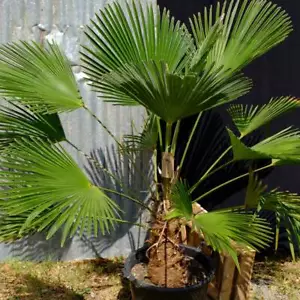 Miniature Chusan Palm Tree 6 Seeds Trachycarpus Wagnerianus Cold Hardy - Picture 1 of 1
