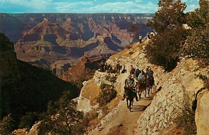 Postcard Mule Train Horseback People Grand Canyon Arizona Unposted - Bild 1 von 2
