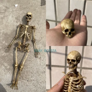 1/6 Scale Human Beings Skeleton PVC Model for 12" Action Figure Accessory prop - Picture 1 of 14