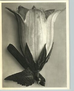 1942 Original BOTANICAL PLANT Campanula Flower Photo Art KARL BLOSSFELDT