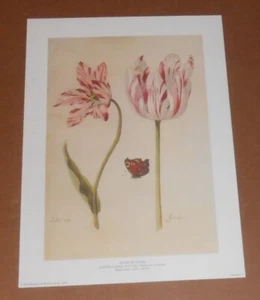 Póster impreso Study of Tulips 1986 Dutch Jacob Marrel 16x11,5 rojo rosa - Imagen 1 de 1