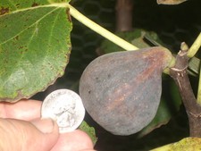 Fig tree cuttings, Col de Dame Black ,delicious, flavorful, rain resist ,3 pcs !