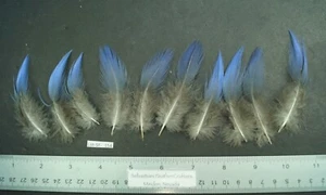 Ten 2.5" to 3.5" Vulturine Guinea Fowl Cobalt Blue Feathers Lot-SF-154 - Picture 1 of 3