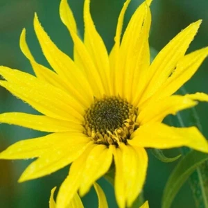 Helianthus Maximiliani Hardy Garden Perennial 3  Bare Root Plant - Picture 1 of 5
