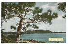 Marinette Wisconsin Wi Postcard Pine Tree Lake Scenic