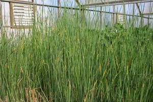 Graceful Cattail Winter Hardy Aquatic Marginal Pond/Bog Plant - Buy 2 Get 1 Free - Picture 1 of 6