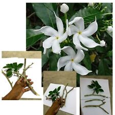 Tabernaemontana Pinwheel Crape Jasmine Flower  3 Live Plants Cutting Rooted