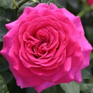 20 Cuttings of Authentic English Roses Ready To Root Make Your Own Plants! - Picture 1 of 2