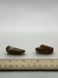 Spinosaurus 1.25” Set TOOTH Teeth Dinosaur Fossil before T Rex Cretaceous SC 92 - Picture 1 of 5