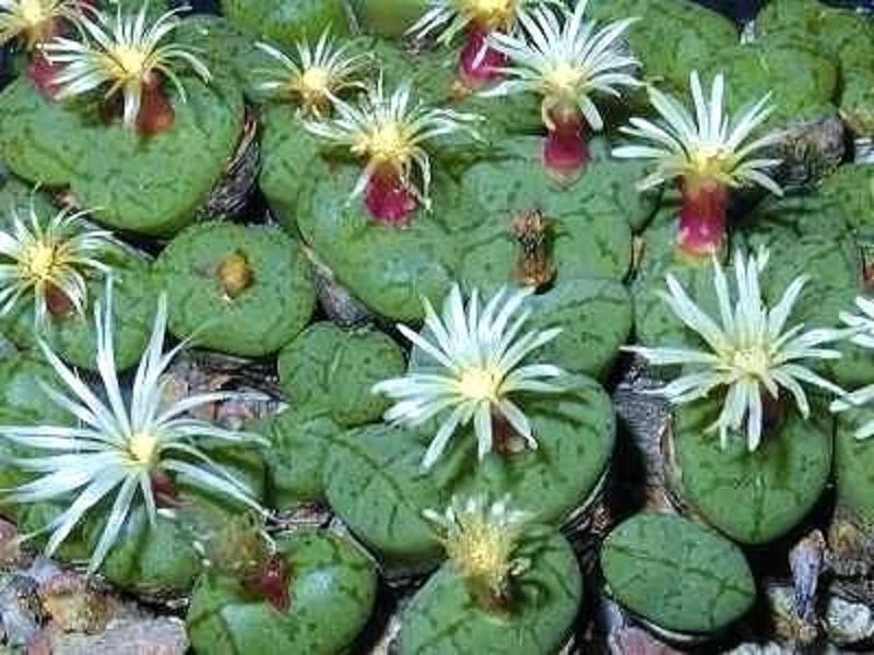 Conophytum uvaeforme cacto exótico pedras vivas raras mesemb sementes de cactos 15 SEMENTES - Imagem 1 de 1