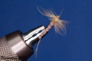 Fliegentom Trockenfliege 3 Stück brauner Spinner - Bild 1 von 6