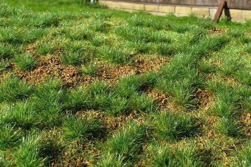 Model Scene F532 Grasmatte Premium 18x28cm Steppengras grün - Bild 1 von 1