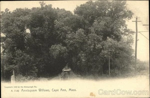 Rockport,MA Annisquam Willows,Cape Ann Rotograph Essex County Antique Postcard - Picture 1 of 2