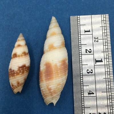 #3 Juego Mitra Neocancilla Clathrus x2 28,6-41,3 mm Durban Bay S. Africa marea baja Foto 1 de 3