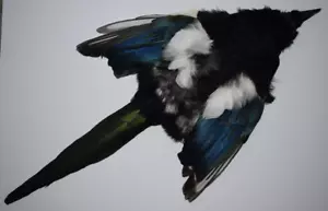 Complete Magpie Skin (42) - Picture 1 of 1