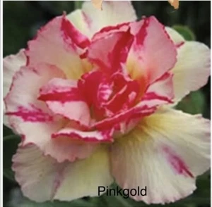 5 Pink Gold Yellow Desert Rose Seeds Adenium Obesum Flower *Buy 4 Free Tracking* - Picture 1 of 1