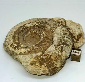 Fósil de amonita Hildoceras Jurásico 220 g - Imagen 1 de 3