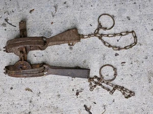 Victor Trap # 1 1/2 Double Long Springs -- Lot of 2 -- 1 with teeth attached - Picture 1 of 2