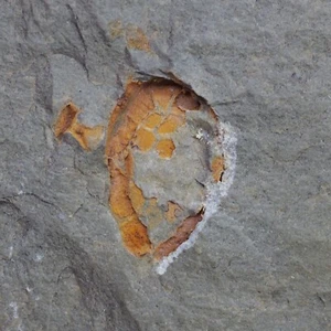 Edrioasteroid Sucocystis theronensis Stachelhäuter Ordovizium Fossil 13 - Bild 1 von 3