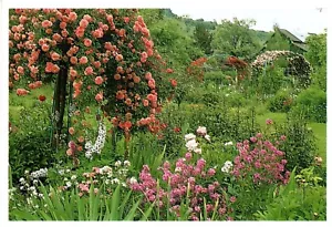 Monet Monets Garten in Giverny Elizabeth Murray Blanko innen Grußkarte - Bild 1 von 2