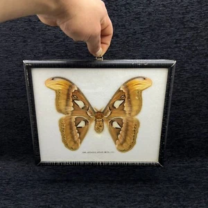 Vintage Attacus Atlas Moth Taxidermy Butterfly Yellow Large Wooden Frame Weird - Picture 1 of 19