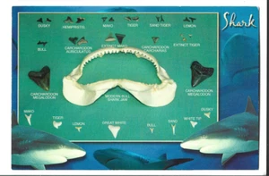 DIENTES DE TIBURÓN DE TIBURONES VIVOS FOSILIZADOS Y MODERNOS LLAMADOS TIBURONES - Imagen 1 de 1