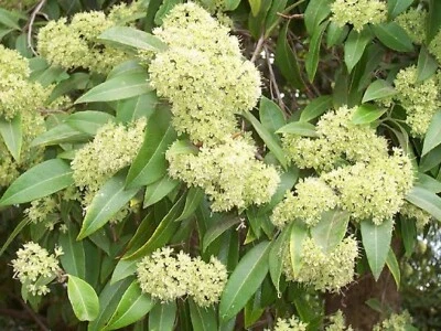 LEMON MYRTLE BACKHOUSIA CITRIODORA 1000 FRESH SEEDS SCENTED BULK WHOLESALE - Image 1 of 4