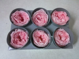 Verdissimo Real Preserved Roses Double Pink 6 Ct Wedding Floral Arrangements - Picture 1 of 8