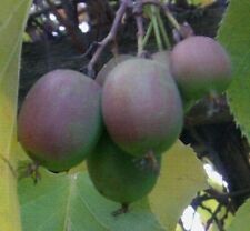 Kiwi Obstbaum Samen / winterharte exotische Pflanzen für den Garten Blumentopf