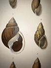 C 1837 Martini Hand Colored Engraving Systematisches Conchylien