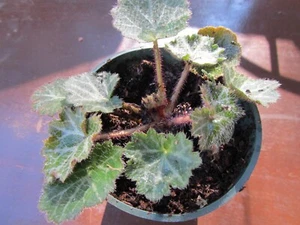 1 Plant Strawberry Begonia , Savifraga Stolonifera, Hardy perennial - Picture 1 of 5