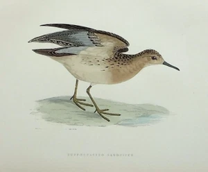 BUFF-BREASTED SANDPIPER original antiguo ornitológico, estampado de aves, MORRIS 1897 - Imagen 1 de 2