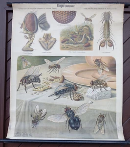 Schulwandkarte, Lehrtafel, Schulwandbild - Fliegen - - Picture 1 of 1