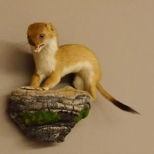Comadreja de armiño verano preparación de piel altura 19 cm preparación animal taxidermia 89.2.81 - Imagen 1 de 5