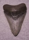 MEGALODON dent de requin 4 5/8" dents de requin ÉNORME mâchoire fossile ÉPAIS ET CHARNU dentelé