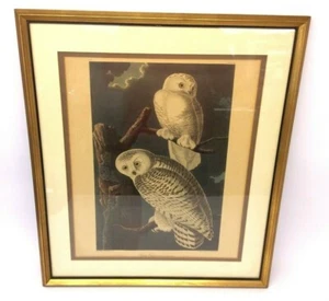 Snowy Owl John J. Audubon Print Lithograph Plate CXXI R. Hawell London Art - Picture 1 of 12