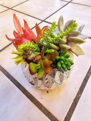 SUCCULENT CUTTINGS. Lots of variety landscape plants - Image 1 of 4