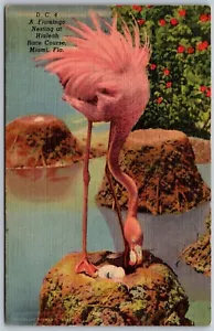 Cartolina d'epoca Miami Florida FL A Flamingo Nesting at Hialeah Race Course anni '40 - Foto 1 di 2