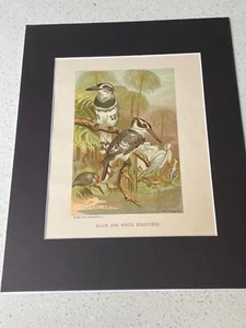 Chromolithograph Circa 1880's L. Prang/Selmar Hess - BLACK and WHITE KINGFISHER - Picture 1 of 8