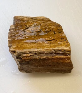 Arizona Petrified Wood Lapidary AZ Fossil Collection Display Jewelry Lot II - Picture 1 of 5