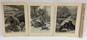Wolf Polar Sloth Bear Animal Prints Brehms Life of Animals Book Set 3 Specht - Imagen 1 de 5