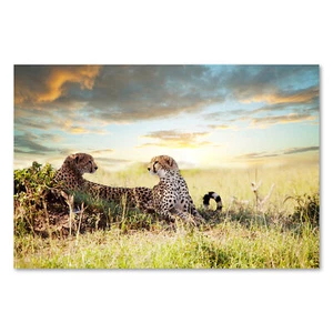 Póster 0782 Póster Lienzo Guepardos, Naturaleza Animales Gatos África Parque Nacional - Imagen 1 de 7