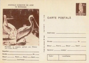 ROMANIA OWL unused POSTAL CARD STATIONARY DALMATIAN PELICAN - Picture 1 of 1