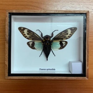 Real Framed Butterfly Moth Insect Bug Taxidermy Decor Vintage Birthday Gift - Picture 1 of 6