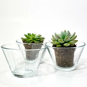 Clear Glass Bowl Terrarium Succulent Planter Vase - Picture 1 of 4