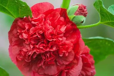 25 Semillas de Flor Escarlata Doble Rojo Acebo Alcea Rosea Perennes *Peine S/H Foto 1 de 4
