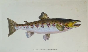 Antique Fish Print TROUT Original Donovan Vintage hand coloured engraving 1808 - Picture 1 of 2