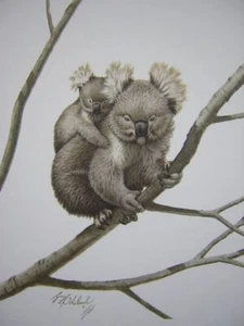Guy Coheleach Koala Bear 1977 Limited Edition Wildlife Kunstdruck signiert - Bild 1 von 1
